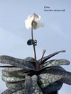 Paphiopedilum Niveum 